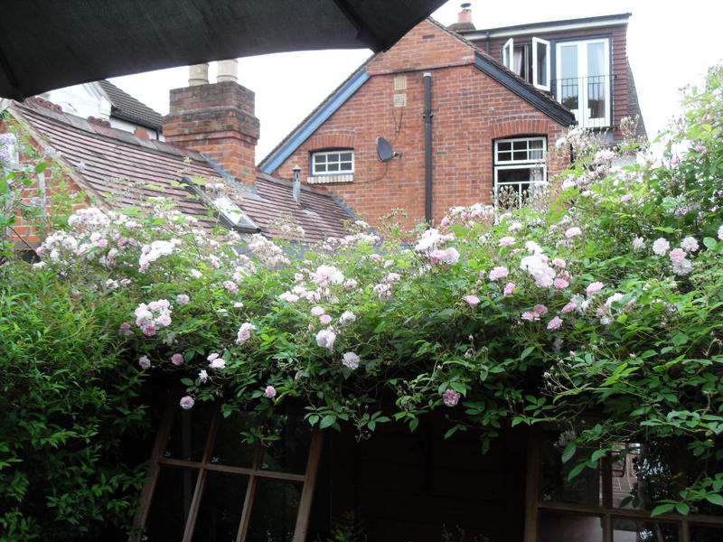 Half the buds on the rose are now open