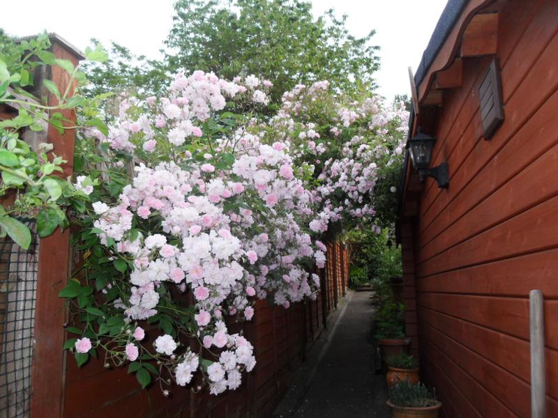 The rose on the side fence