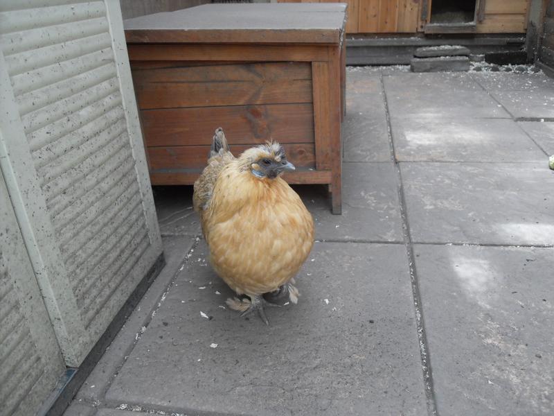 Broody Butterscotch is on her way back to the nest box