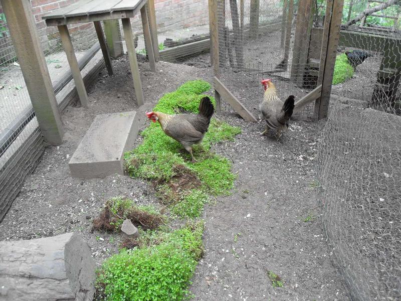 Peaches and barley investigate the green from the front path