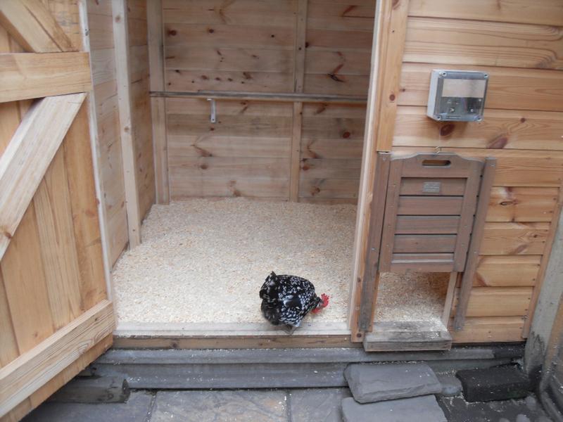 Speckles is first to inspect the new shavings