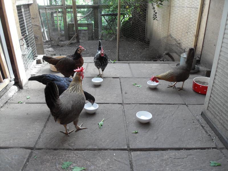 They are enjoying the yogurt