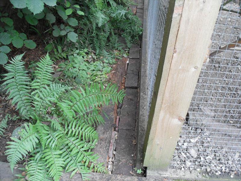 Bricks at the side of the chicken run