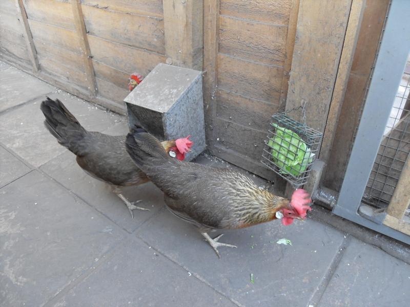 Peaches and Barley approach the lettuce