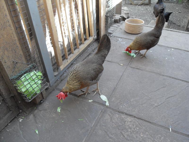 Peaches and Barley get some lettuce out of the container