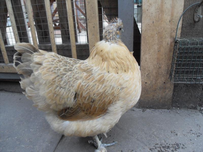 The feathers on the back of her neck are beginning to open