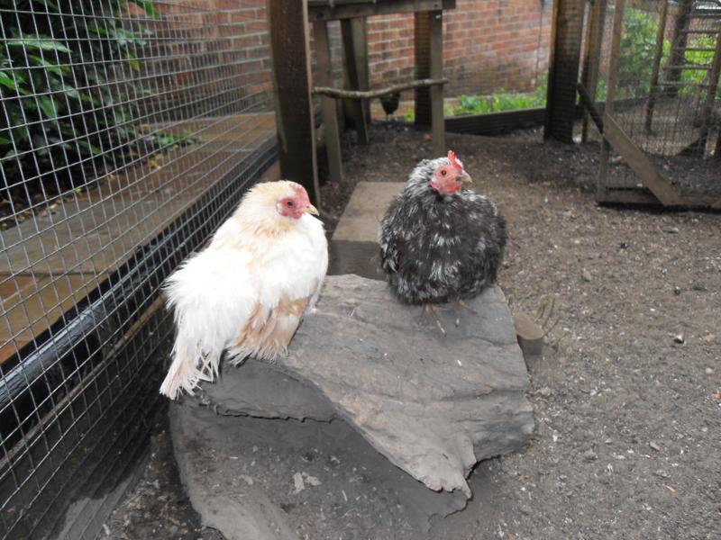 Caramel and Pebbles new favourite spot to perch