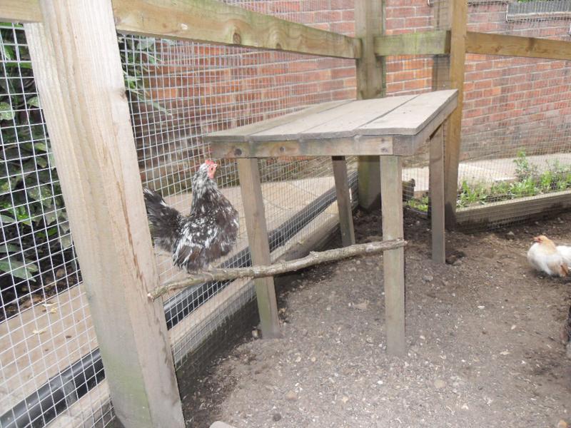 Pebbles on one of the new perches