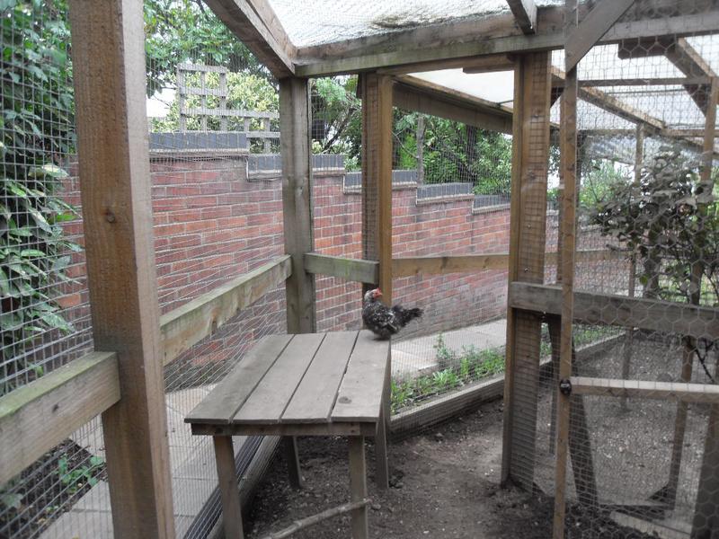 Pebbles uses the little perch to get onto the wooden table