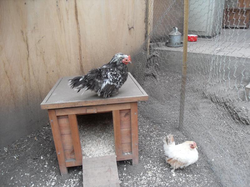 Pebbles on top of the little coop