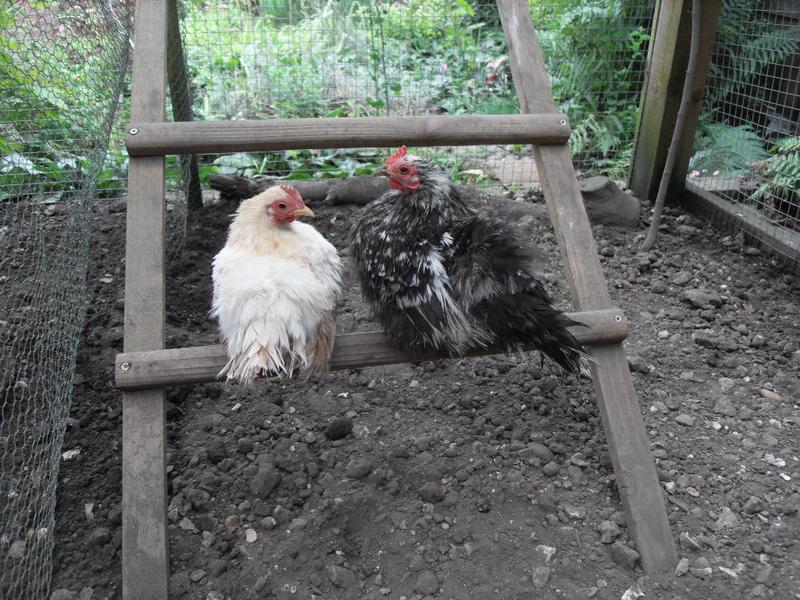 Caramel and Pebbles perching on the ladder this afternoon