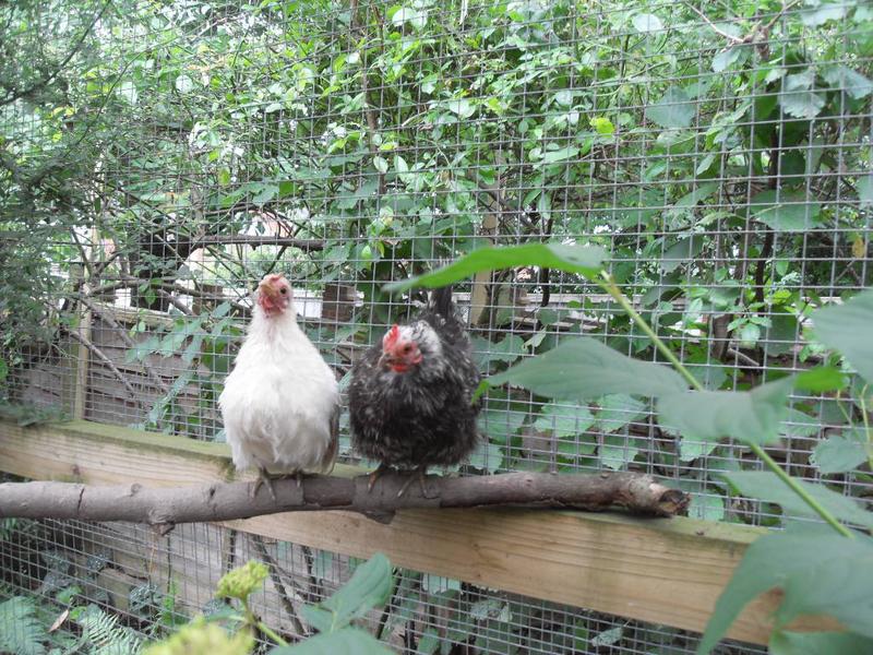 The little girls escaped to the high perch branch