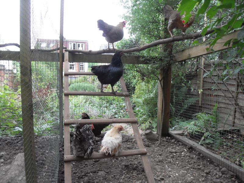 The new girls find the ladder