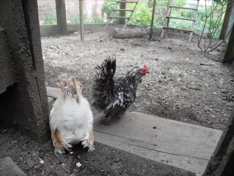 The new girls go through the hatch