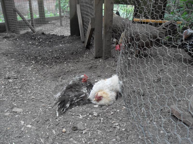 The new girls have a dust bath