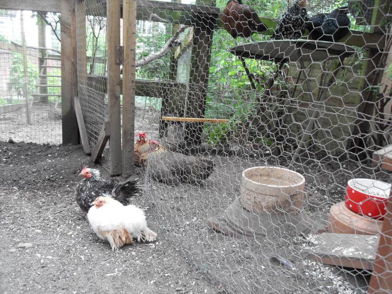 The new girls sit near Peaches and Barley