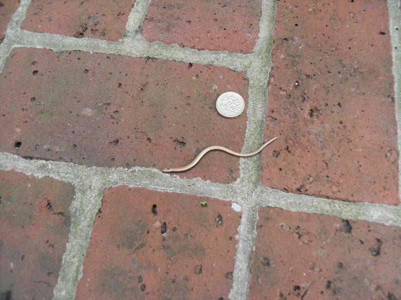 Baby slow worm next to a pound coin