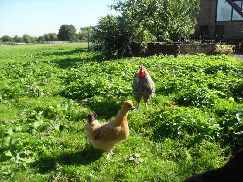 Butterscotch with Claude the cockerel