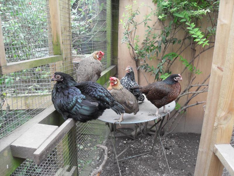 Five girls hang out together on the table