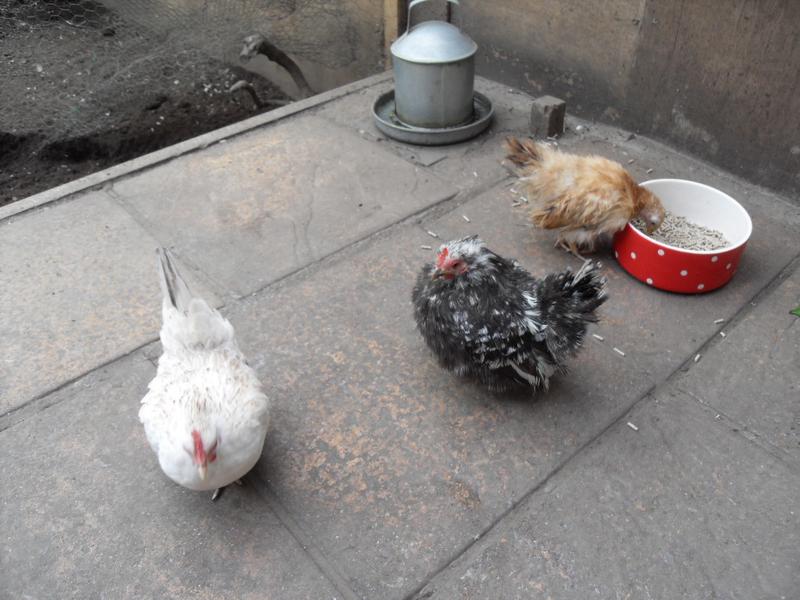 Later the three little girls are back on the patio area again