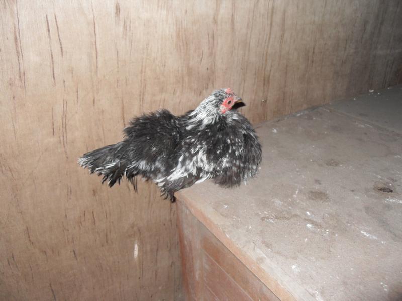 Pebbles is settled on top of the little coop