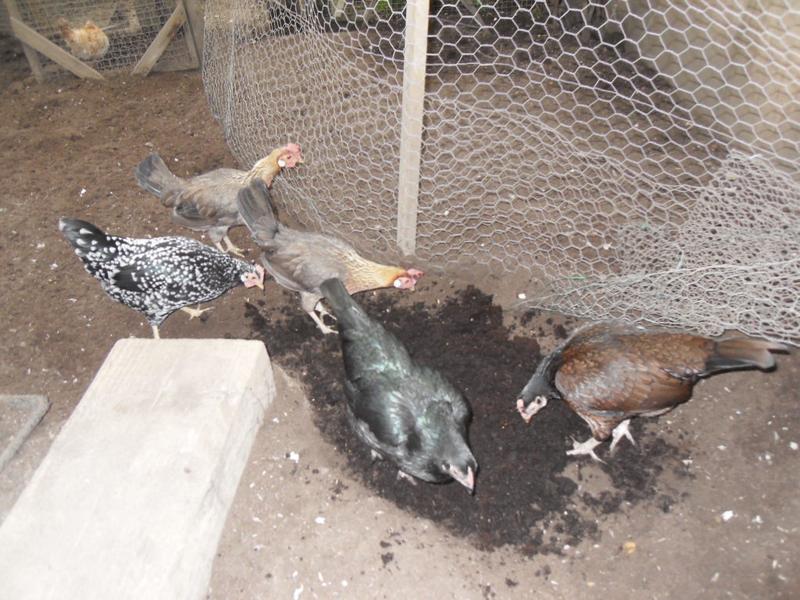 The girls investigate the new compost