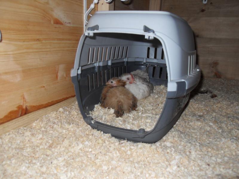 The little girls settled in the cat box