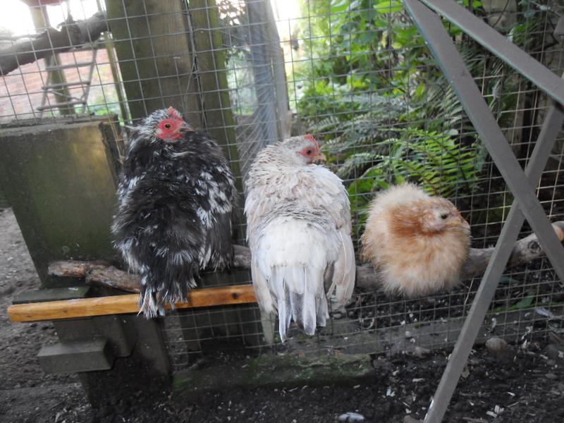 The three little girls perching together