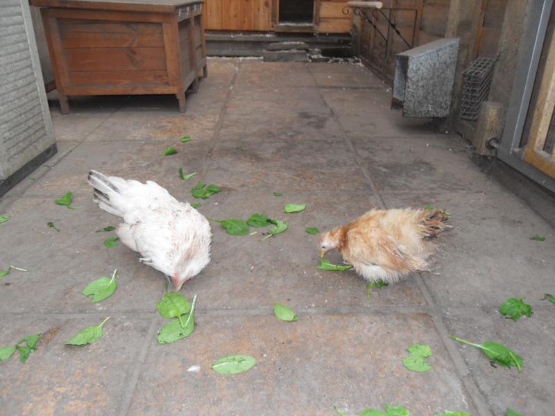 These two love having the spinach to themselves