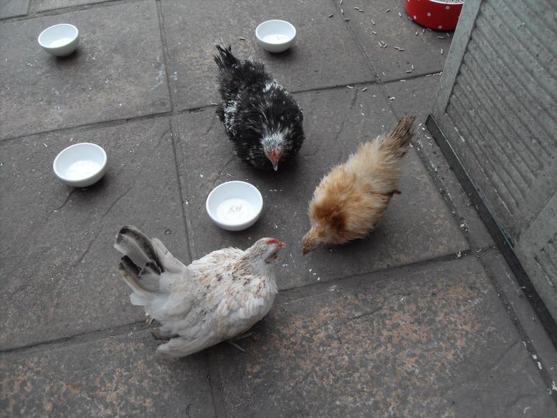 They peck at specks of yogurt on the patio