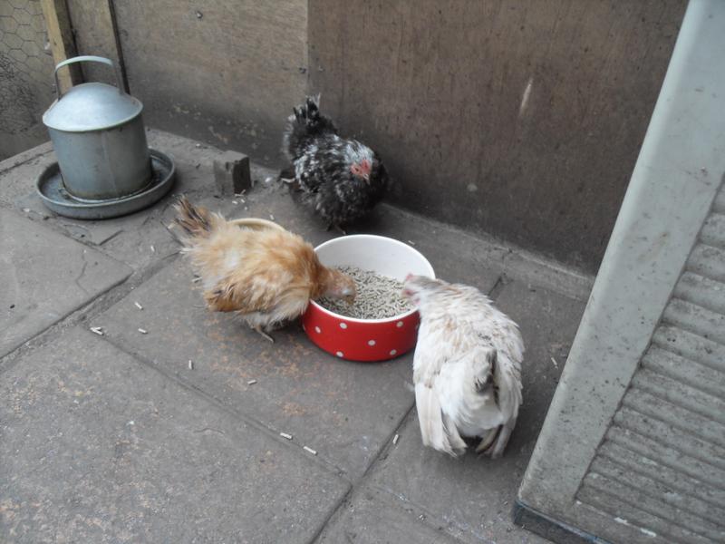 Three little girls at the food dish