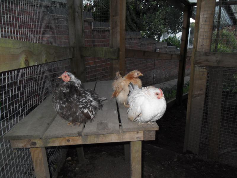 Three little girls on the wooden table