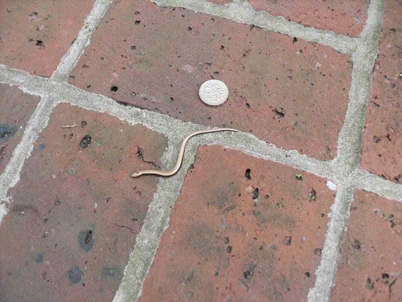 Tiny slow worm on our patio