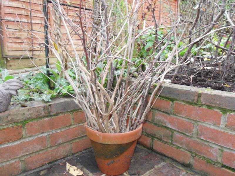 A pot of twigs