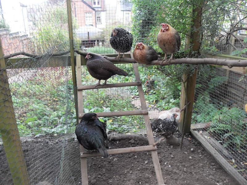 All the girls perching