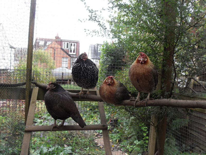 Bigger girls perching just before Emerald joined them