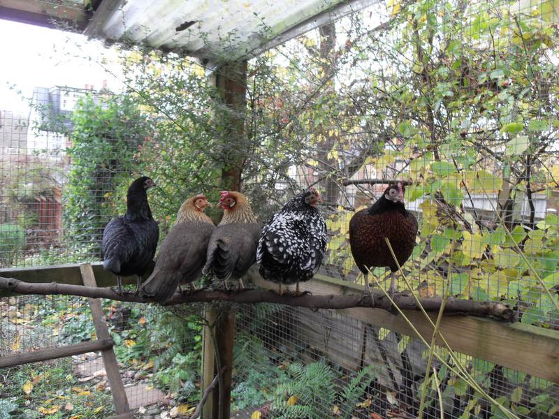 The five bigger girls pr together on the higher perch by the ladder above the little girls