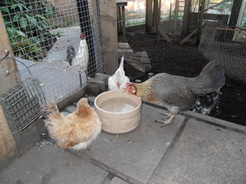 Freckles and Peaches have a drink of water