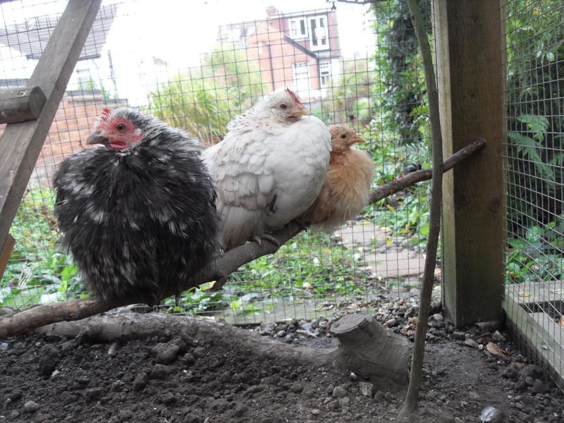 Little girls perching and all fluffed up