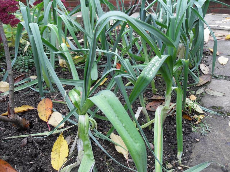 Our patch of leeks