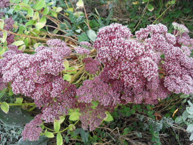 Sedum