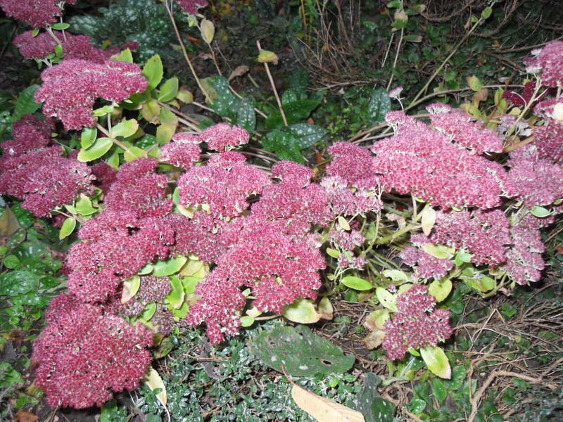 The same sedum later in the day