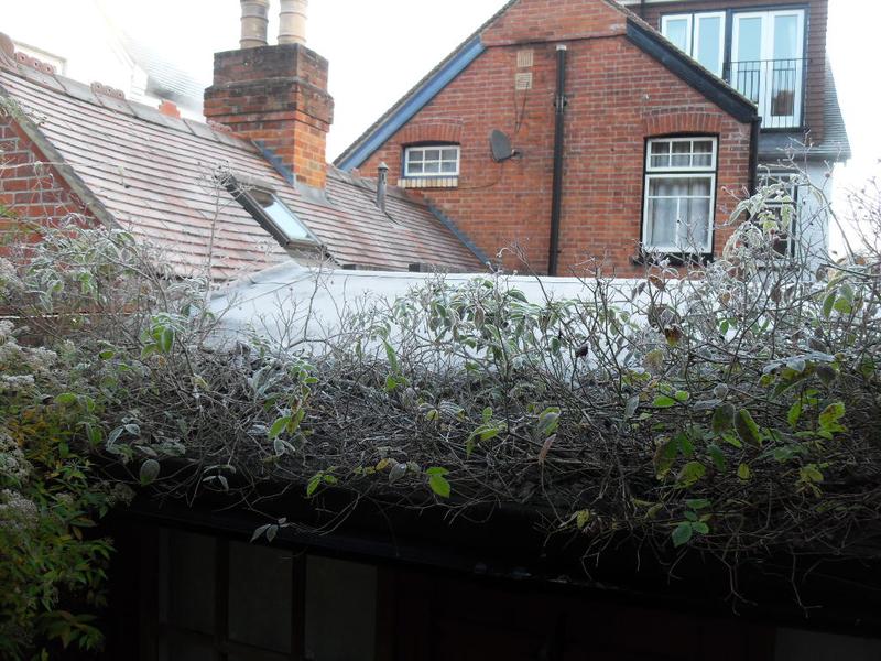 The cabin roof and the rose