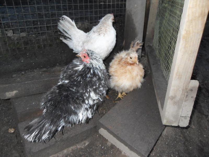 Three little girls in a corner