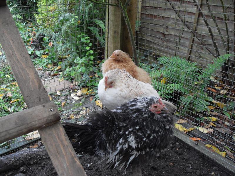 The three little girls perch together on the lower perch by the ladder