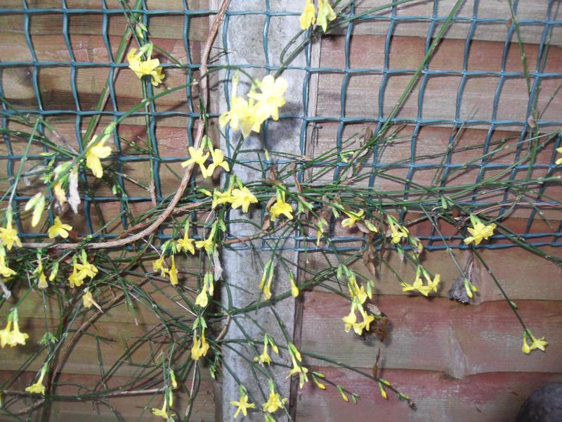 A bedraggled winter jasmine