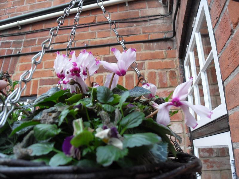 A hanging basket of cyclemen