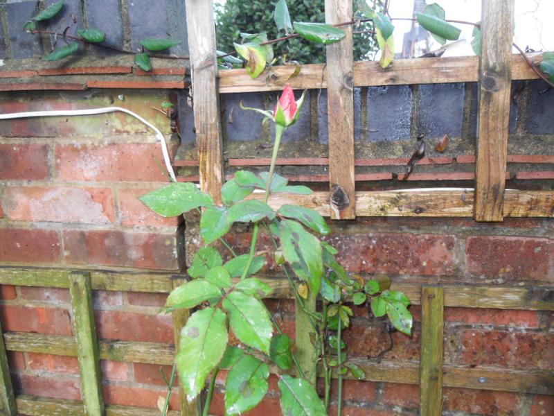 A rose bud in mid December