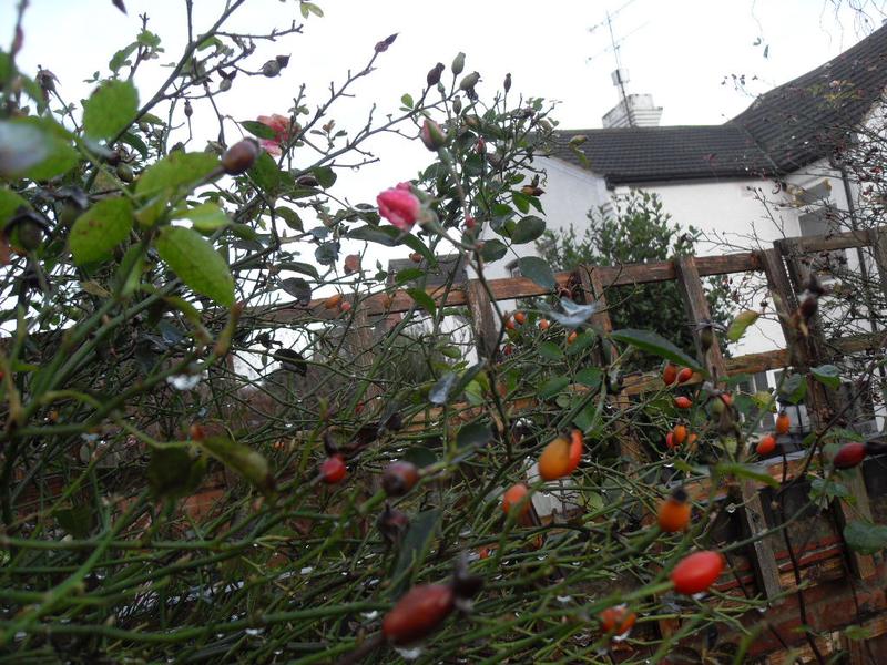 Some buds amongst the rose hips