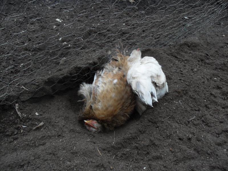 Rusty and Freckles dust bathing